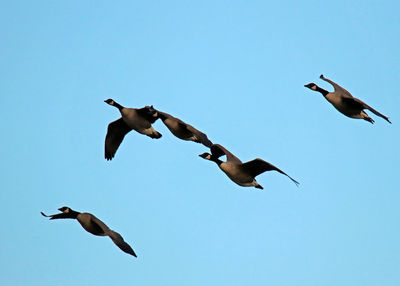 Seagulls flying against clear sky