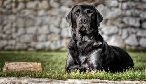 Portrait of dog sitting on grass