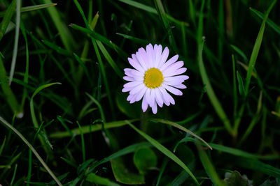 Close up of a daisy