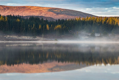 Reflection of trees on lake