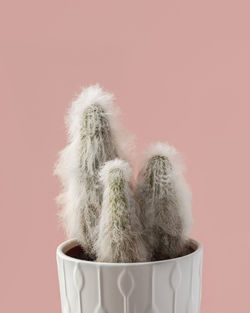 Close-up of succulent plant