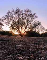 Trees on field against sky during sunset