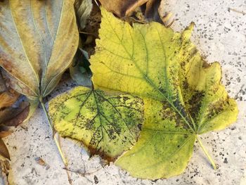 High angle view of yellow maple leaves