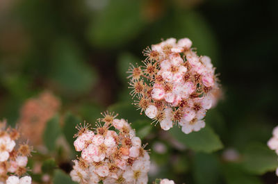 Close-up of pink flowers