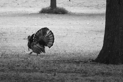 Close-up of bird on field