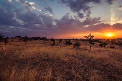 Scenic view of field against sky during sunset