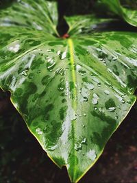 Close-up of leaves