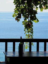 Tree by sea against sky