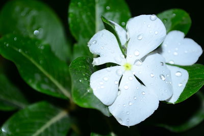 Close-up of water drops on leaves