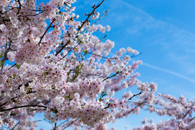 Low angle view of cherry blossoms against blue sky