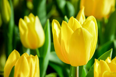 Close-up of yellow tulip plant