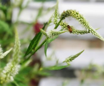 Close-up of insect on plant