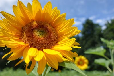 Close-up of sunflower