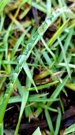 Close-up of wet grass