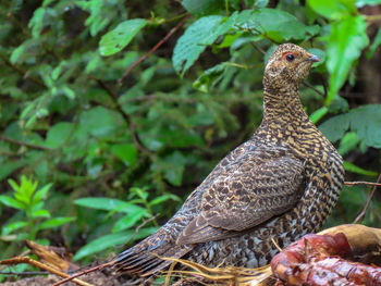 Close-up of bird