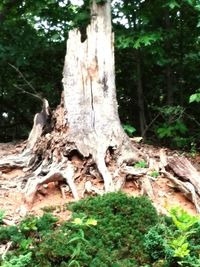 Close-up of tree trunk in forest