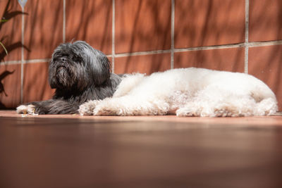 Shitzu dog and poodle sleeping together