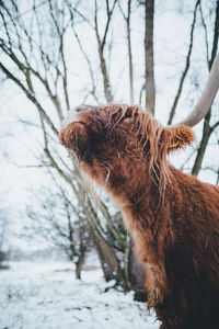 Close-up of a highland cattle on snow
