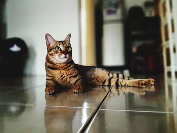 Portrait of cat sitting on floor