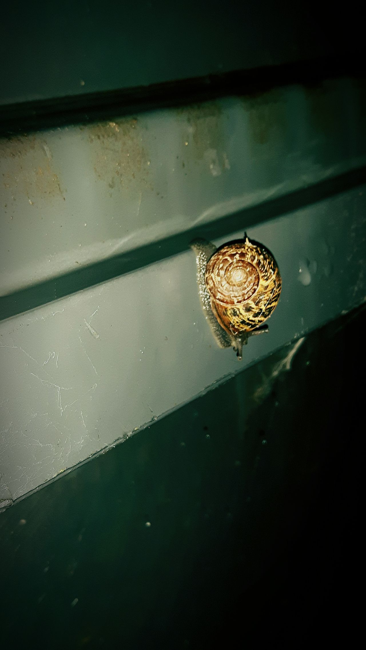 Bin snail.