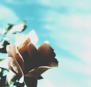 Close-up of flowers against blurred background