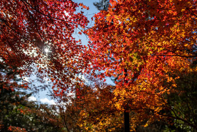 Low angle view of maple tree against sky