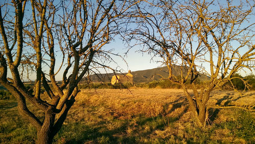 Bare trees on field against sky