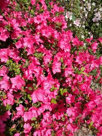 Close-up of pink flowering plant