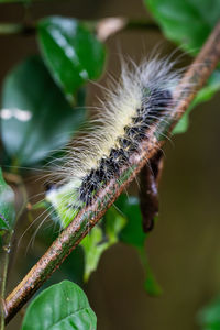caterpillar