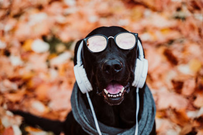 Beautiful black labrador sitting outdoors on brown leaves background, wearing a grey scarf. autumn