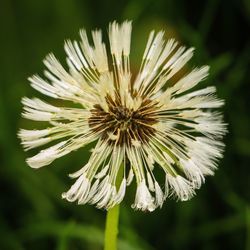 Close-up of flower blooming outdoors