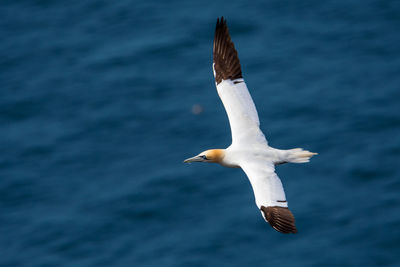 Seagull flying over sea