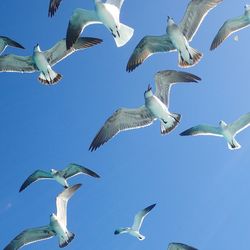 Low angle view of seagulls flying