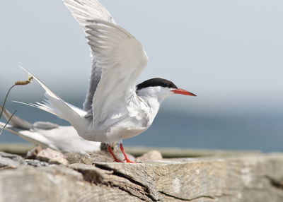 Seagull perching on rock