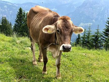 Cow standing in a field