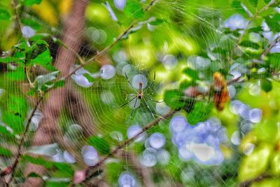 Close-up of spider on web