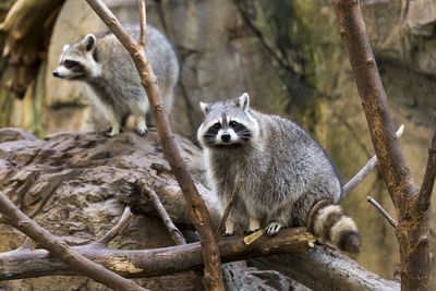 Stout adult raccoons perched on branches in zoo, one of them staring at camera
