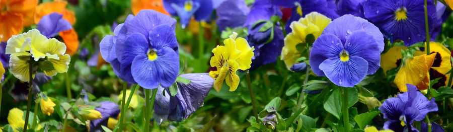 Close-up of purple flowering plants