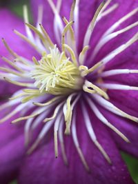 Close-up of purple flowering plant