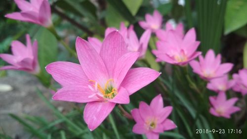 Close-up of pink flowering plants