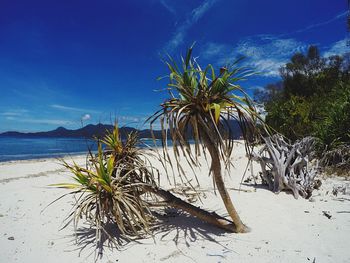 Trees growing at beach against sky