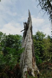 Low angle view of lizard on tree trunk in forest