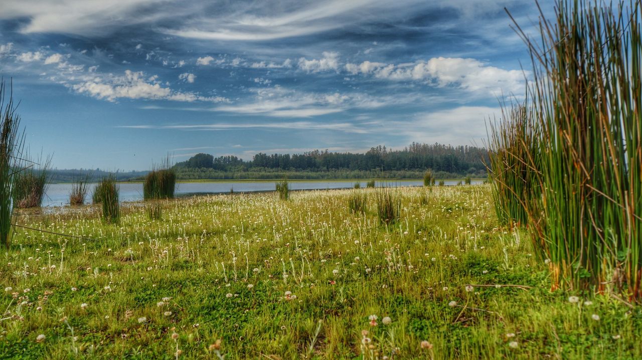 sky, grass, tranquil scene, tranquility, field, scenics, cloud - sky, growth, beauty in nature, landscape, nature, cloud, plant, water, tree, cloudy, rural scene, lake, grassy, green color