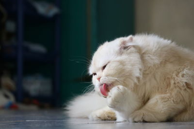 White scottish cat breed sit and lick your fur to clean yourself.