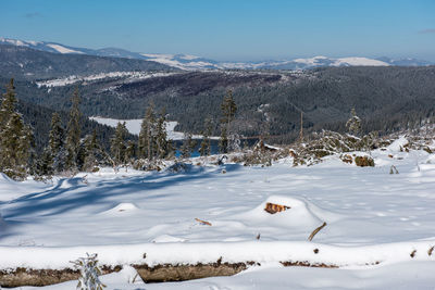 Winter pine tree forest destroyed, affected by a powerful snowstorm. natural disaster