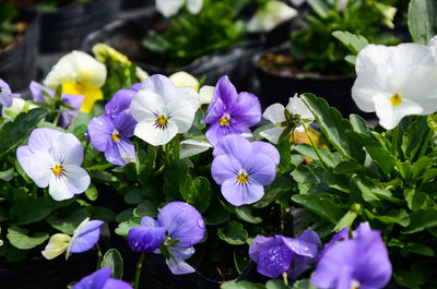 Close-up of purple flowering plants