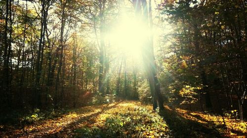 Sun shining through trees in forest