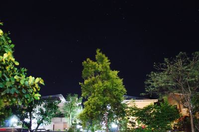 View of trees at night