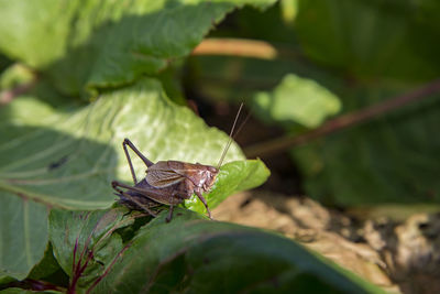 Close-up of butterfly on leaves