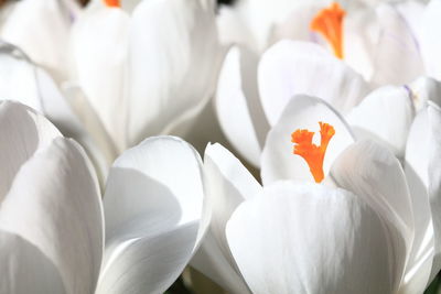 Close-up of white flowers